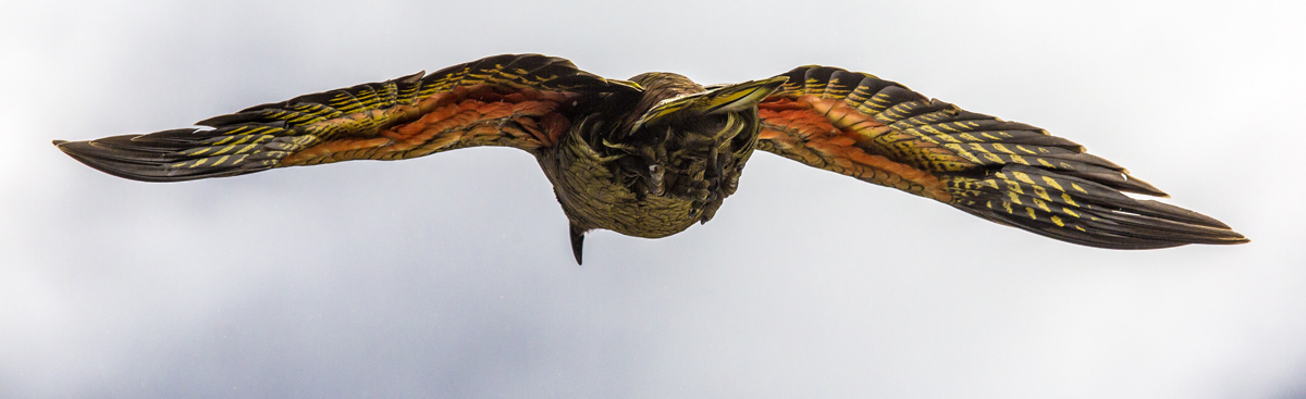 Kea in Flight